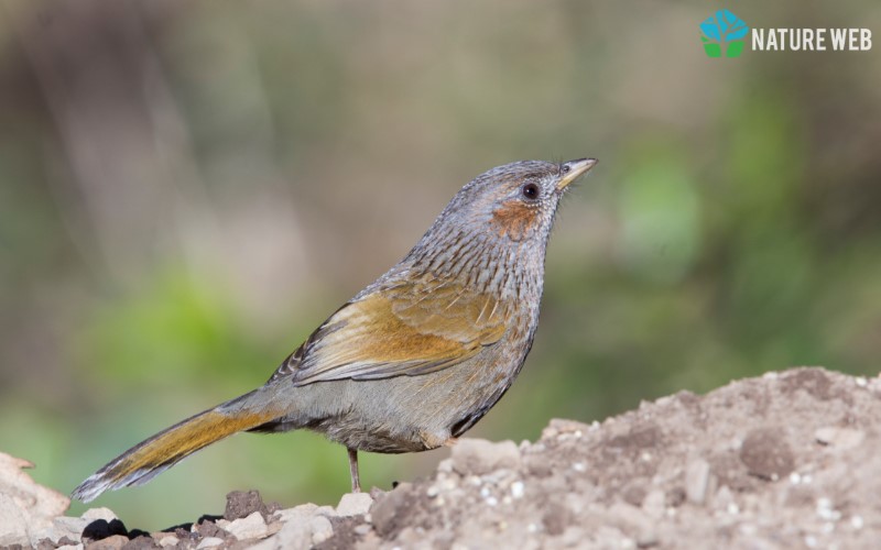 Streaked Laughingthrush